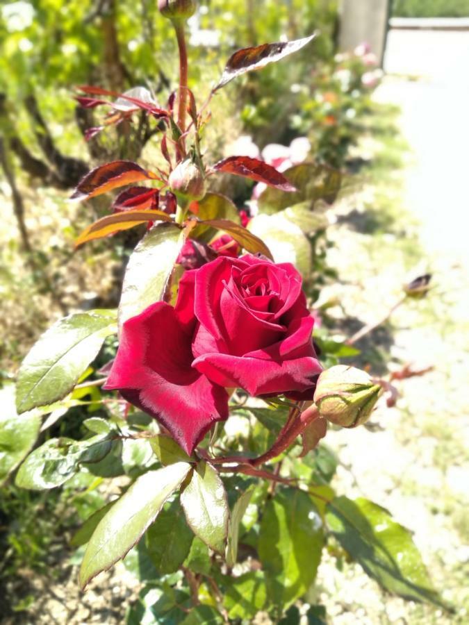 Rosegarden Βίλα Σάμη Εξωτερικό φωτογραφία