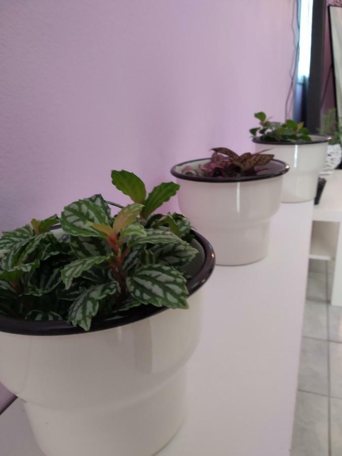 Rosegarden Βίλα Σάμη Εξωτερικό φωτογραφία